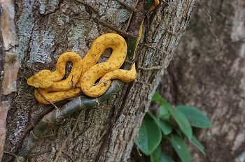 serpent-costa-rica