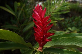 fleur-costa-rica