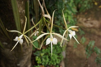 orchidee-2-costa-rica