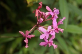 orchidee-4-costa-rica