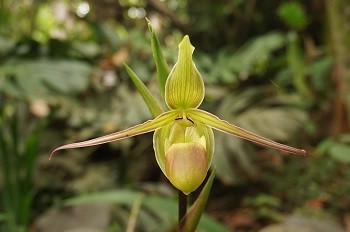 orchidee-costa-rica
